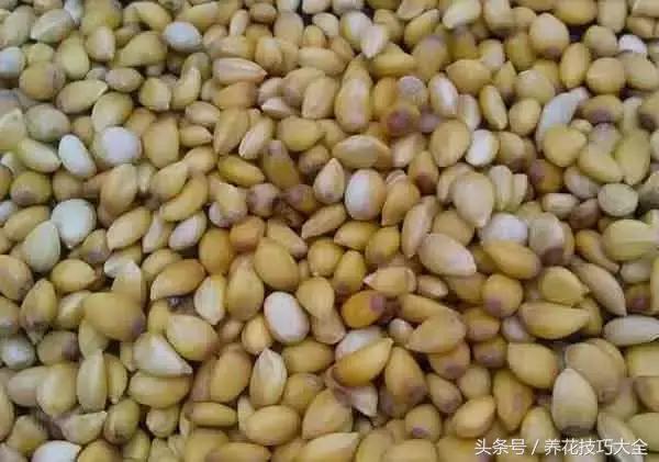 吃完柚子别扔籽,柚子的种子怎么种成盆栽