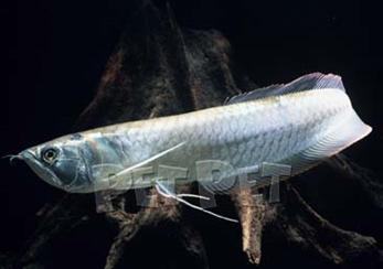 无需打氧的观赏鱼龙鱼,和龙鱼差不多的观赏鱼