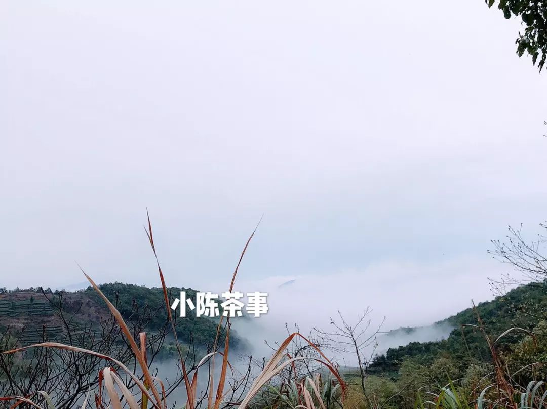 为什么网上买茶,怎么在淘宝上买茶