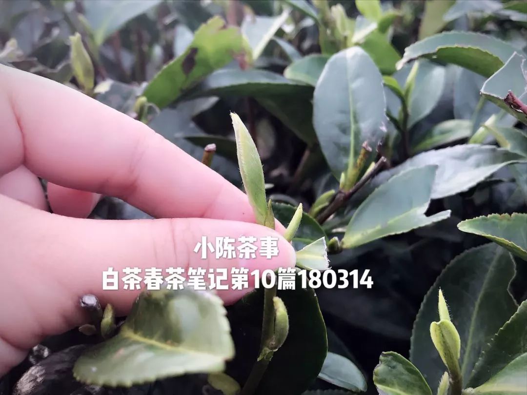 为什么网上买茶,怎么在淘宝上买茶