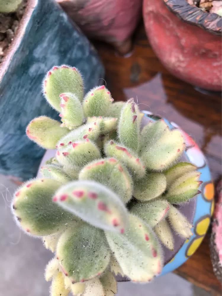 大家平时养多肉比较喜欢哪个系列,四年的养殖生涯