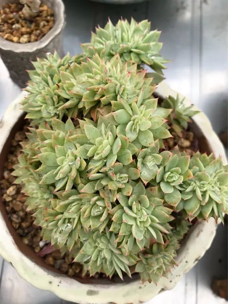 大家平时养多肉比较喜欢哪个系列,四年的养殖生涯