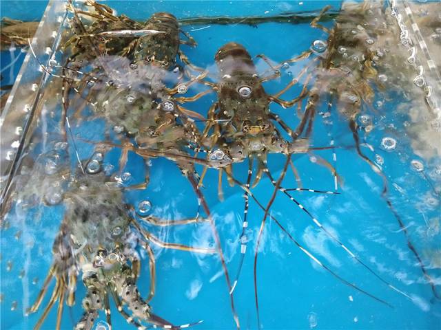 海南海口自由行美食,来海口开启美食之旅