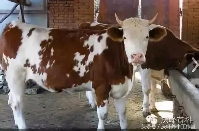 养牛户丨如何检查母牛配种后是否妊娠？