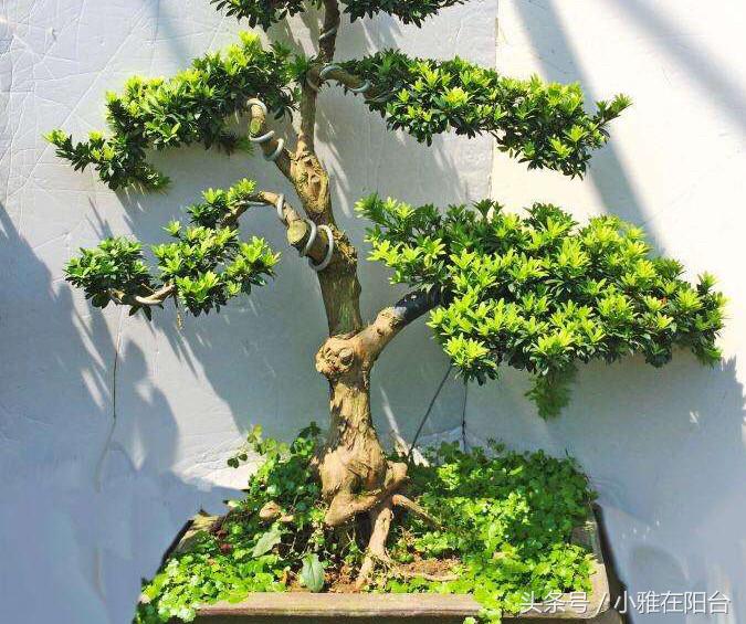 罗汉松叶子枯萎怎么治疗,罗汉松叶子枯萎后怎么补救