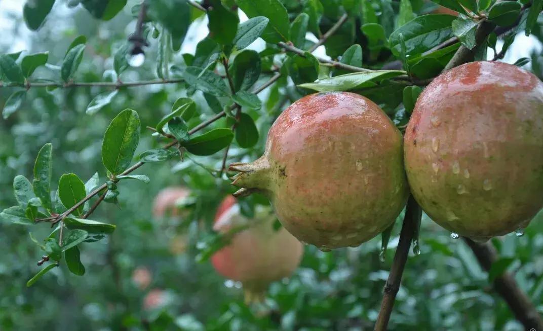 石榴突尼斯软籽石榴简介,超大石榴突尼斯软籽石榴图片