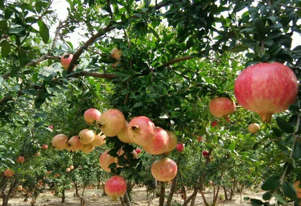 石榴突尼斯软籽石榴简介,超大石榴突尼斯软籽石榴图片