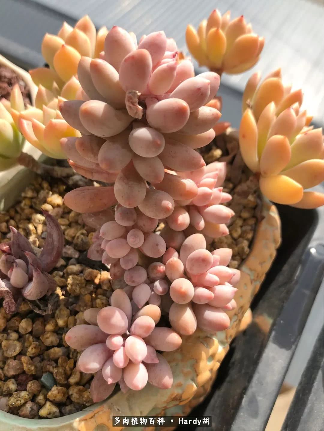 别人家的奶爸,别人家的多肉!一枚窗台*党**的多肉进阶之路!