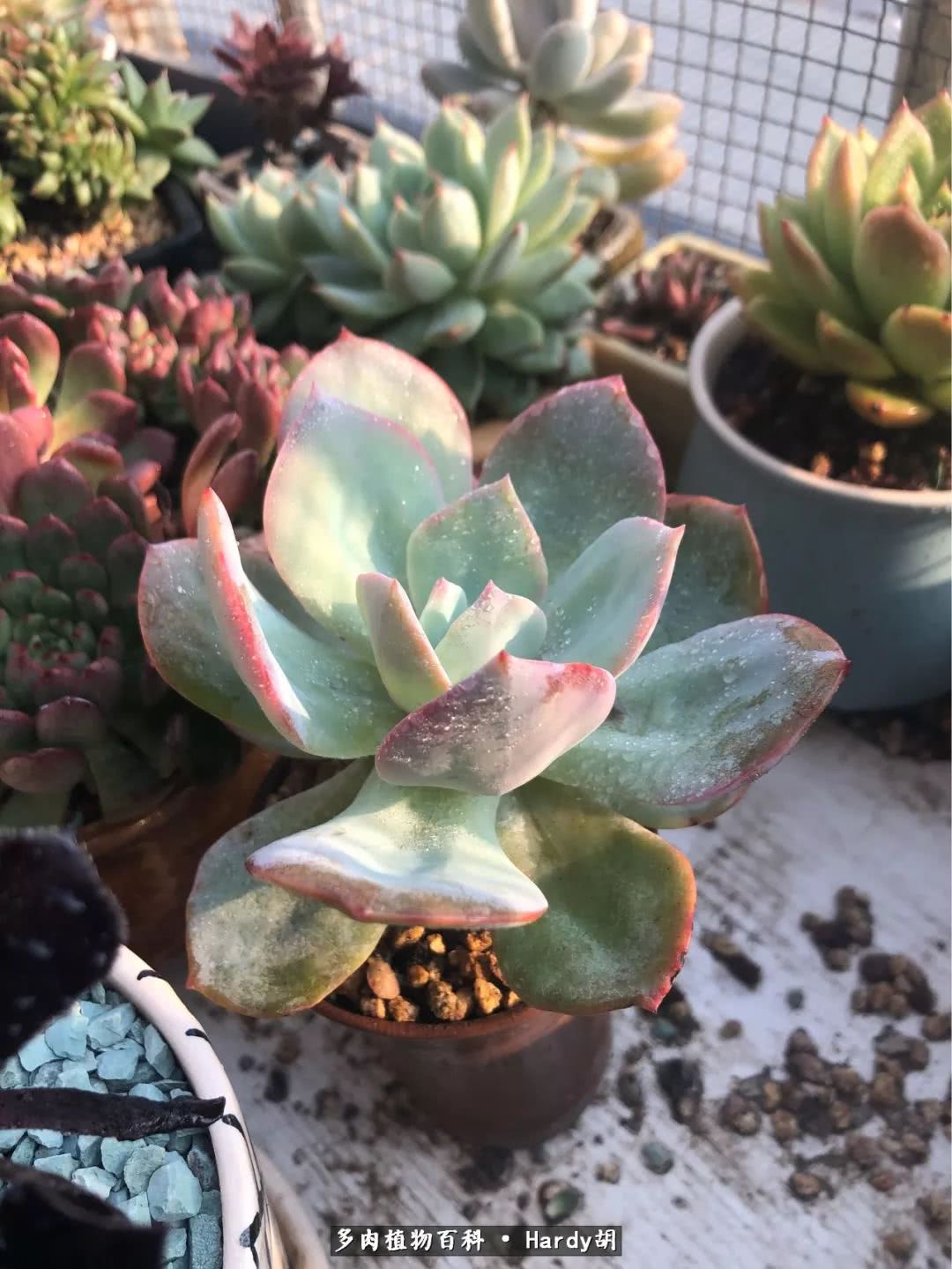 别人家的奶爸,别人家的多肉!一枚窗台*党**的多肉进阶之路!