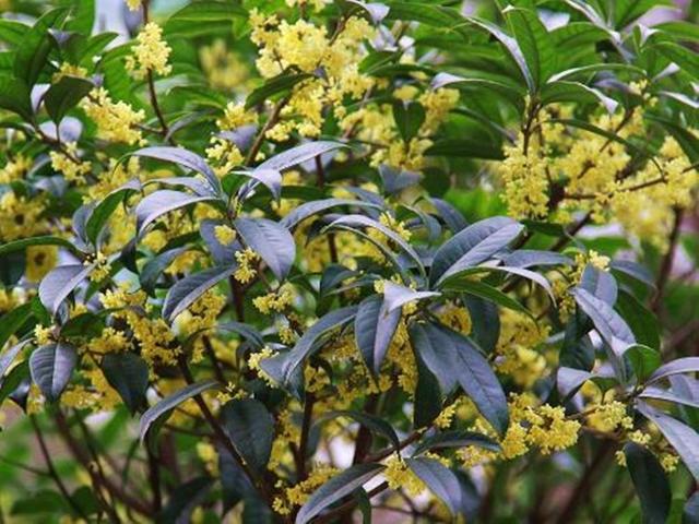 种植价值高的香料植物,农村十大香料根茎植物