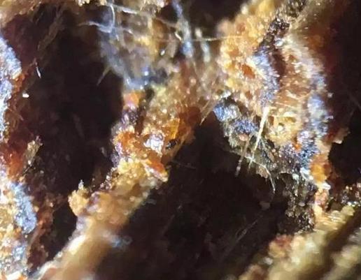 真假奇楠沉香种苗鉴别方法,蓝奇楠沉香真假辨别图