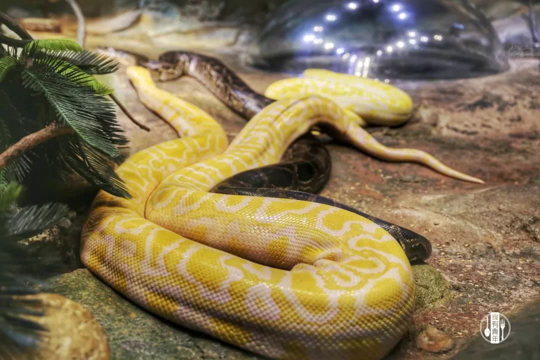 动物园万圣节里面有什么,万圣节动物王国