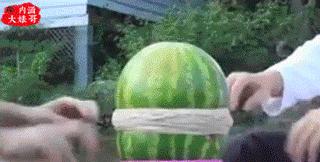 鳄鱼吃鳄鱼的视频搞笑,鳄鱼吃鳄鱼搞笑视频