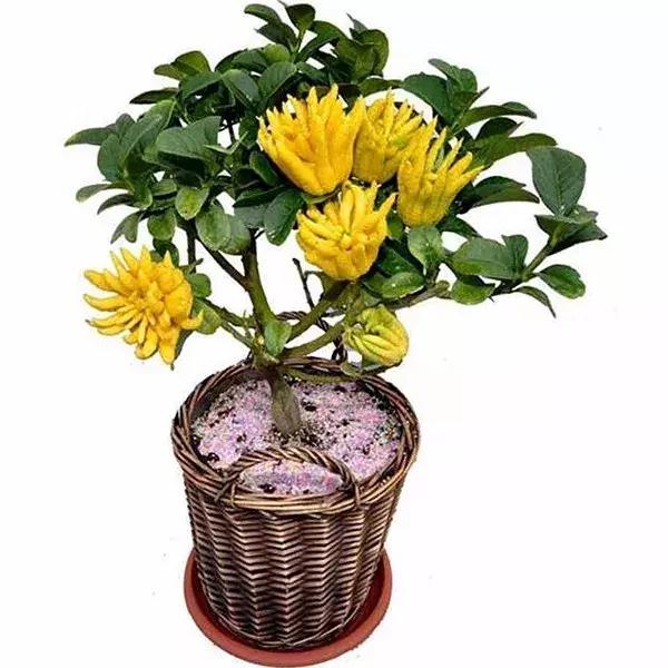 适合冬季观赏的植物,临近冬日常见的花卉植物