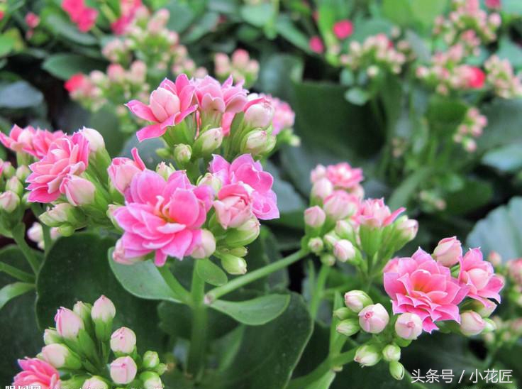 长寿花小宫灯叶片黑斑一碰就掉,长寿花叶片有黑斑可以用戊唑醇吗