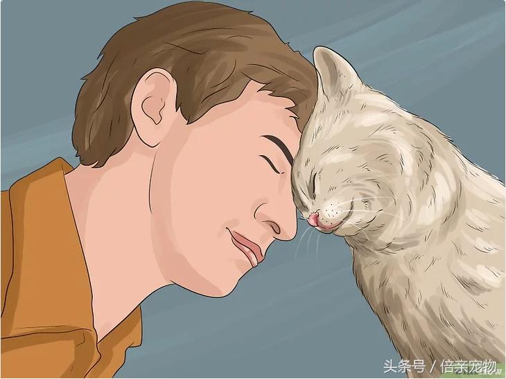 如何让猫咪爱上你,如何让猫咪喜欢你粘着你