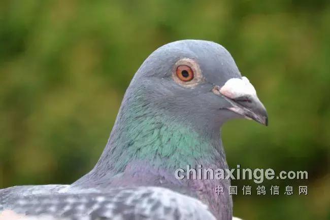 赛鸽常见病大全快快来收藏！