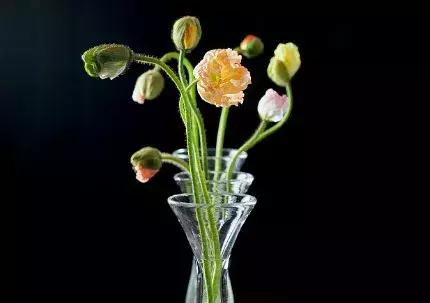 50种鲜切花花语大全，一定有你不知道的，赶紧收藏吧！