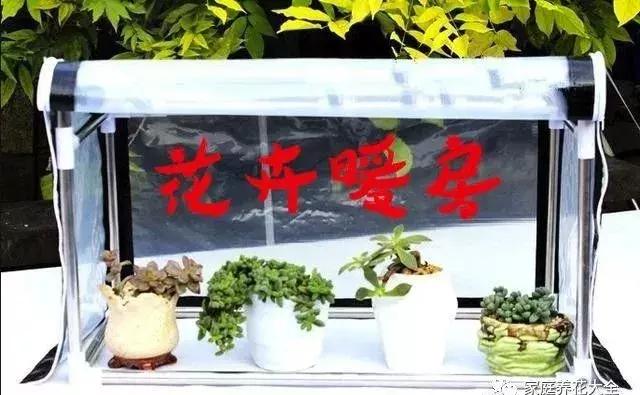 花卉冬天给根部保暖能安全越冬吗,冬天花卉塑料袋保暖方法