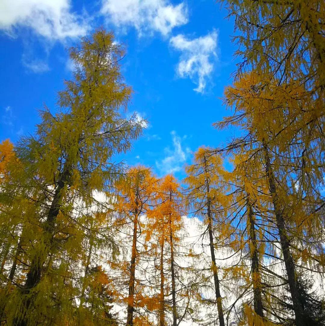 阿坝赏秋一日游,带你看阿坝州秋天的美景