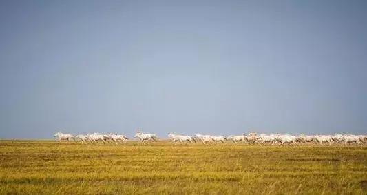 蒙古白马寓意什么,蒙古白马背景