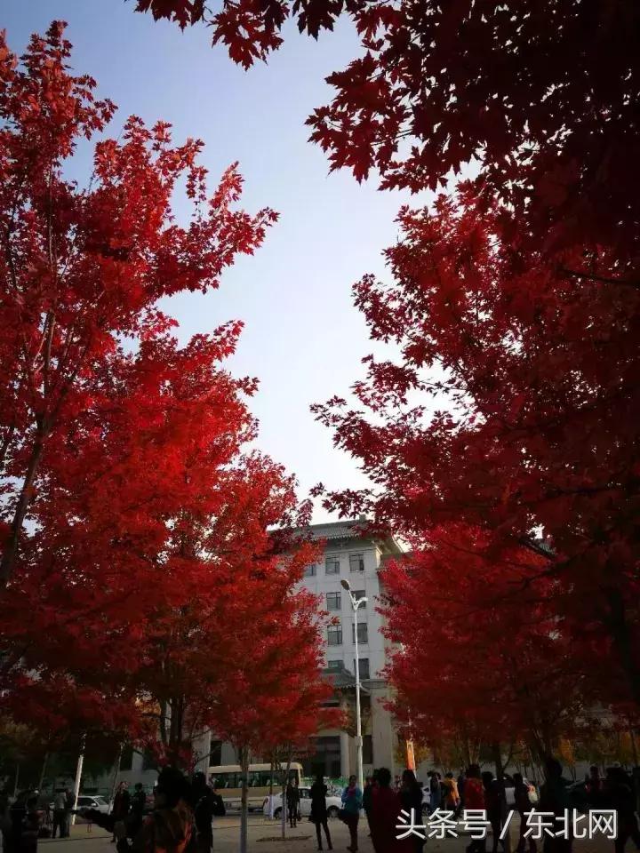 哈尔滨高校打卡,哈尔滨的风向标著名打卡地