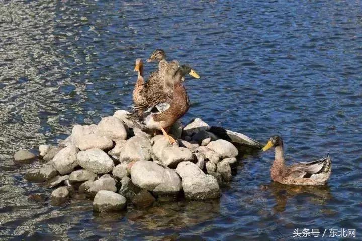 哈尔滨高校打卡,哈尔滨的风向标著名打卡地