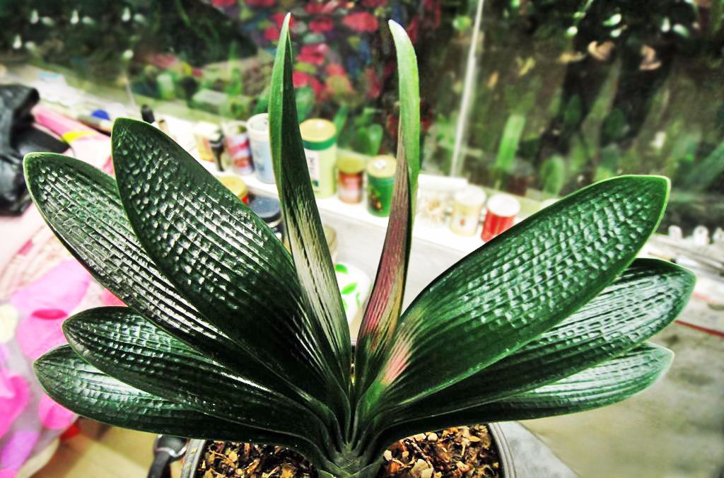 君子兰品种大全一盆多少钱,新手入门首先选的君子兰品种介绍