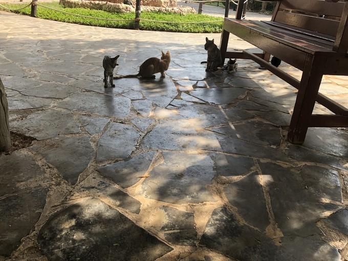 阿联酋沙漠之旅骑着骆驼去旅行,记录一次说走就走的阿联酋迪拜游