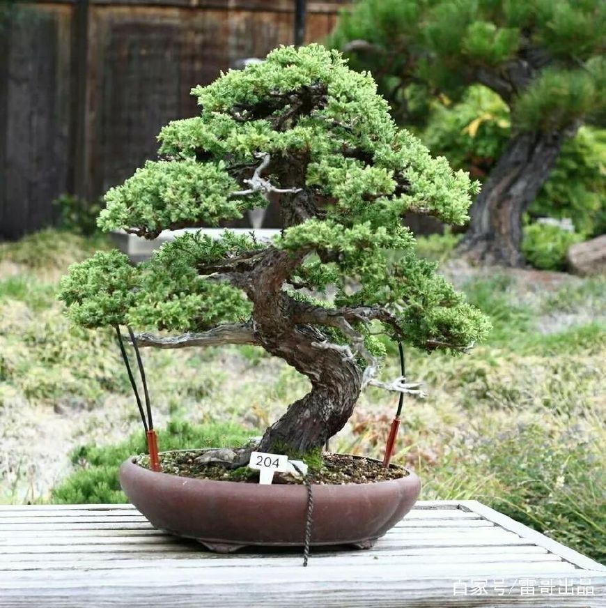 沉香燃烧后的灰有什么作用,沉香烧后的炭是怎么样的