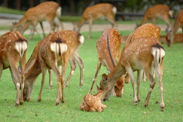 日本奈良小鹿饿到只吃草,聪明的日本奈良小鹿