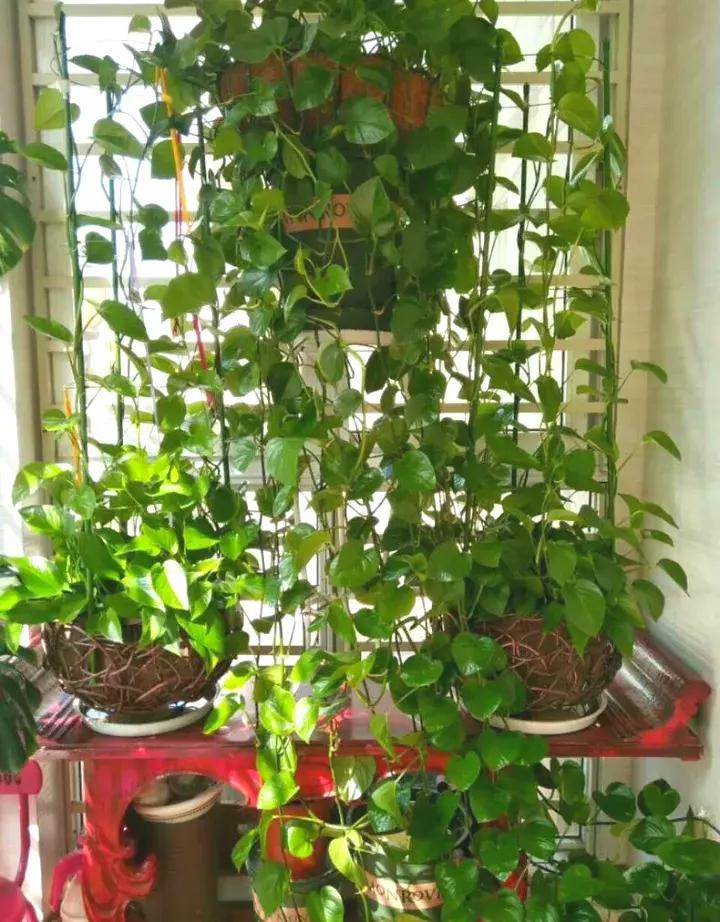 绿萝实用小技巧,绿萝经常放通风口能长得快吗