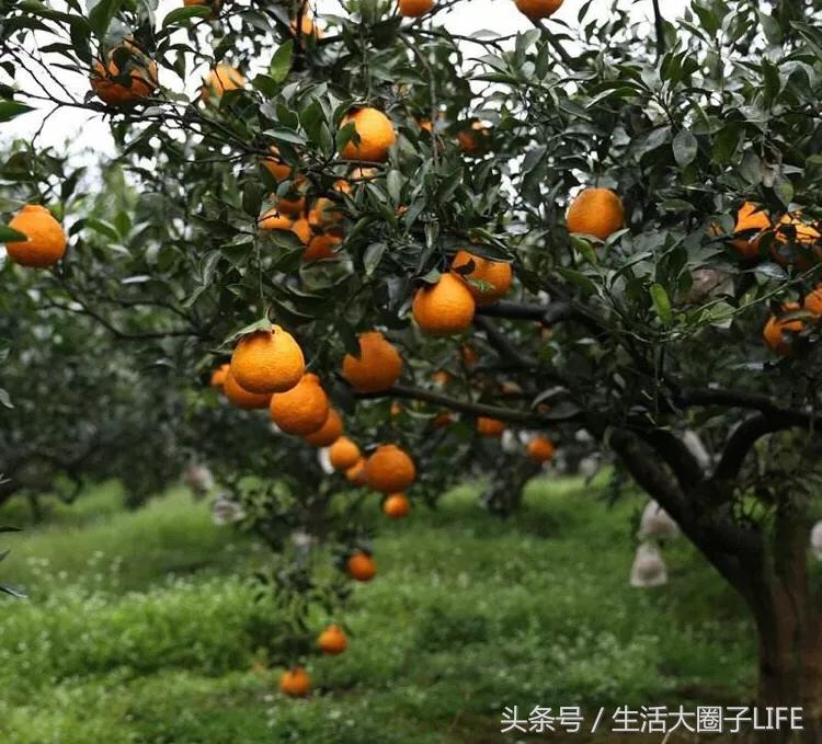 它是一种非常特别又罕见的水果,这种水果只有南方人没吃过
