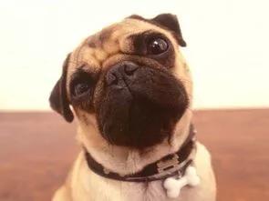 狗屁爱情故事（3）