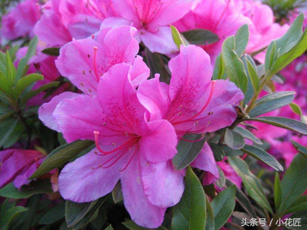 北方杜鹃花土壤配制方法,杜鹃花好养活吗北方