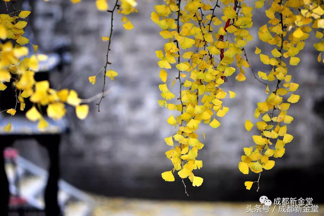 金堂秋色,秋天金堂十大必去景点