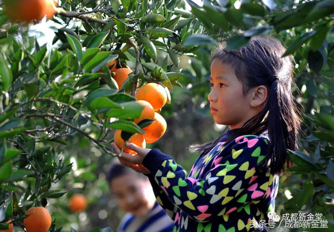 金堂秋色,秋天金堂十大必去景点