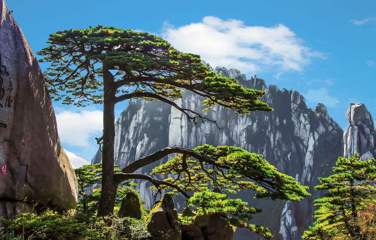 中国十大千年古树，你知道是什么吗？