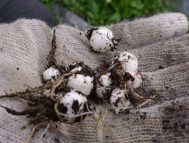 中药材川贝母价格,中药材川贝母