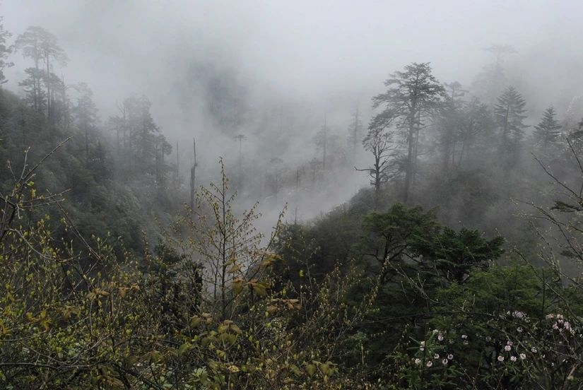 百慕大黑竹沟未解之谜,黑竹沟百慕大三角探险