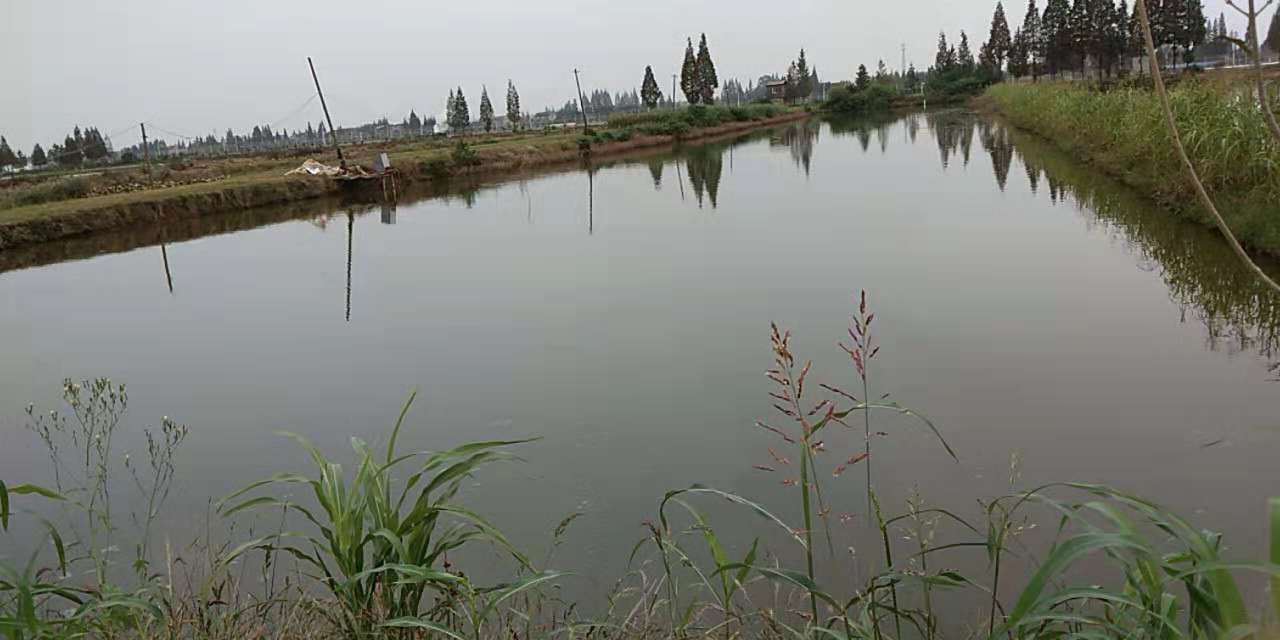 金鱼如何喂食需要注意什么,金鱼怎么喂食最快最好