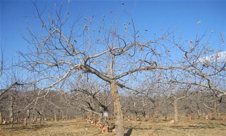 苹果树修剪什么叫三套枝修剪,苹果树修剪方法视频