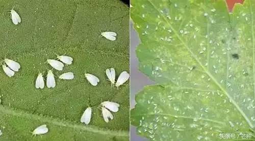 枇杷果实虫害防治及图谱,果树主要虫害识别与防治彩色图谱