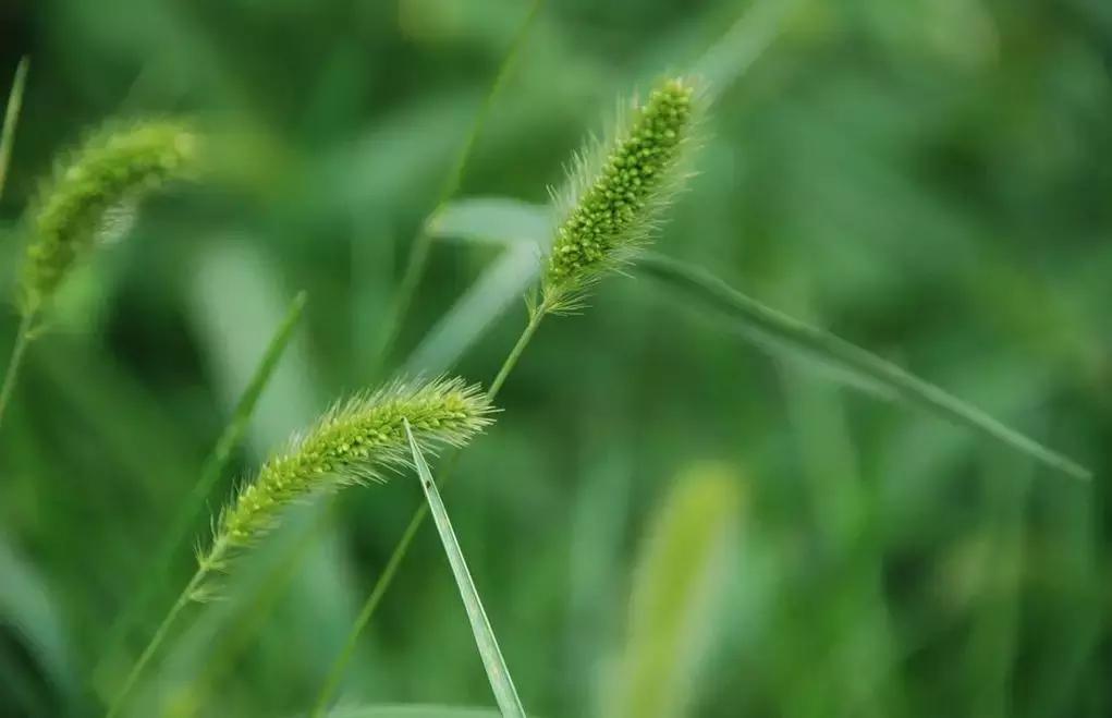 野菜功效,野菜功效介绍