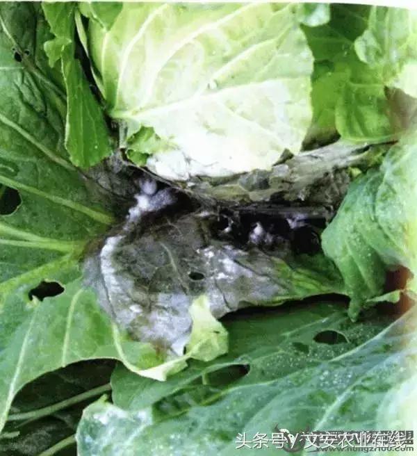 大白菜常见病害图谱,大白菜病害图解大全