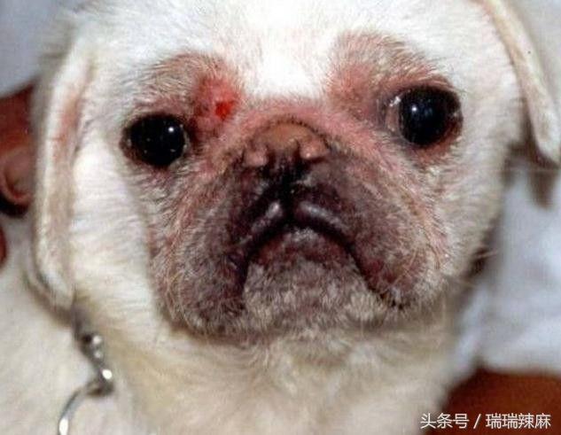 新手养狗狗焦虑怎么办,新手养狗狗狗坏习惯纠正方法