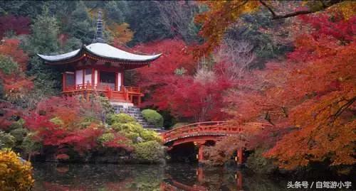 河南省赏红叶一日游,河南省秋天红叶最佳去处