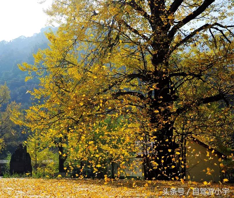 河南省赏红叶一日游,河南省秋天红叶最佳去处
