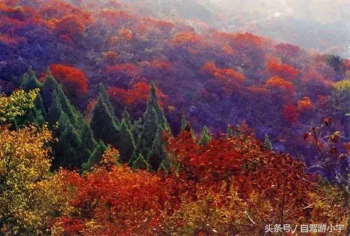 河南省赏红叶一日游,河南省秋天红叶最佳去处