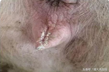 母猪石灰尿的解决办法,母猪拉石灰尿症状